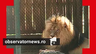 Panică la Grădina Zoologică din Târgu-Mureș. Vizitatorii au fost evacuați de urgență