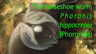 The horseshoe worm Phoronis hippocrepia (Phoronida)