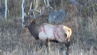Colorado Public Land Bruiser Elk