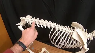 Canine Skeleton Overview