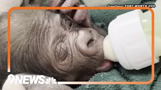 Dallas Zoo Delivers Baby Gorilla By C-Section