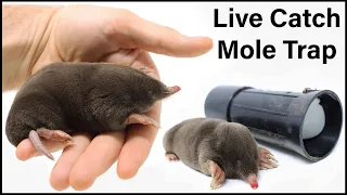 Live Trapping Moles - A Close Look At These FascinatingCreatures : Mousetrap Monday