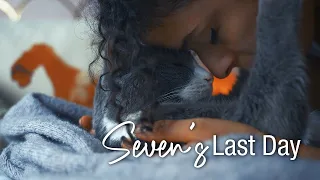 We say Goodbye to our cat, Seven, on her Last Day with Us