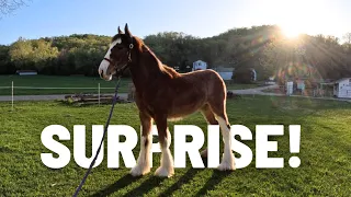 MEANT TO BE! - Abandoned Clydesdale Finds Her Way Home🫶