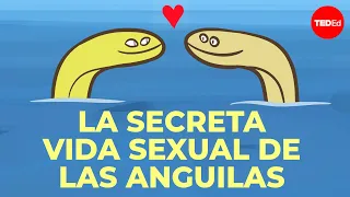 Nadie puede averiguar cómo tienen relaciones sexuales las anguilas - Lucy Cooke