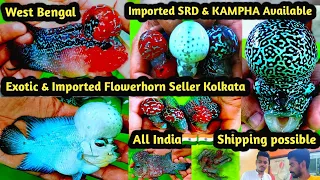 Exotic & Imported Flowerhorn Seller Kolkata!! Flowerhorn Breeding farm Kolkata!!All India Shipping!!