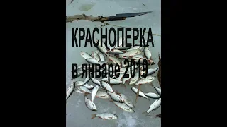 КРАСНОПЕРКА ДОЛБИТ! Зимняя Рыбалка