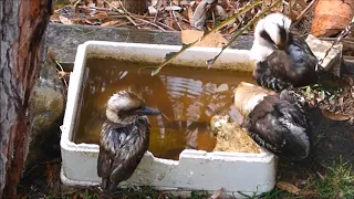 How many kookaburras fit into a broccoli box?