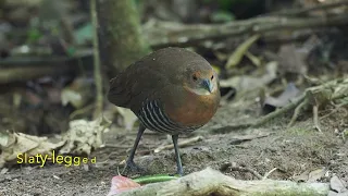 Da Lat on the Tropical Birding Vietnam Birding with a Camera (BwC) tour