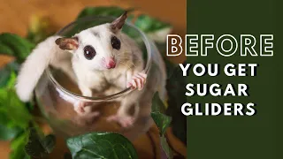 Watch this BEFORE you get sugar gliders | What you need to do before you get sugar gliders