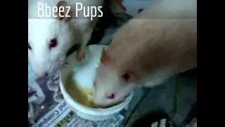 Funny Mouses Slap Fight