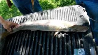 Alligator Gar Fishing and cleaning