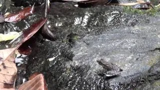 Staurois (semaphore) frogs battling in Borneo