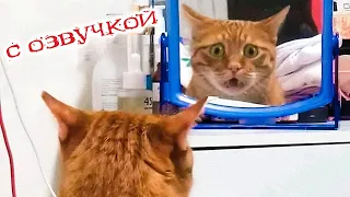 Приколы с котами! Самые смешные животные С ОЗВУЧКОЙ! ПРОСТО ДО СЛЁЗ!