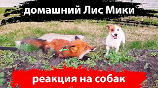 Домашний Лис Мики - реакция на собак / MIKI THE FOX