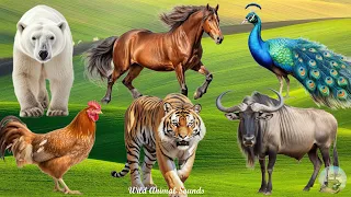 Happy Animal Moments, Familiar Animal Sounds: Peacock, Polar Bear, Horse, Wildebeest - Animal Videos