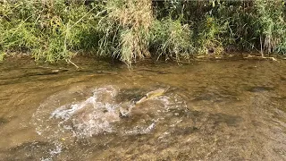 First Chinook/King Salmon Outing of the Year on Lake Michigan's Tributary | Wisconsin Fishing