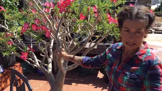 When and where to start trimming your desert roses