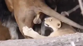 Lion cub play with Dad's balls.