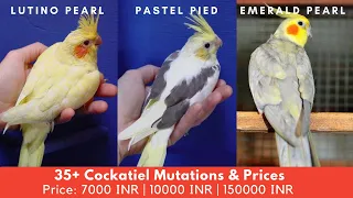 35 Types Of Cockatiels & Price 2021 Updated Price List || 100000 INR Cockatiel....