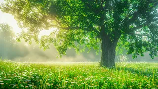 Gentle healing music for health and calming the nervous system, deep relaxation