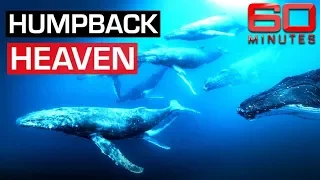 Swimming with majestic humpback whales in Tonga's deep sea | 60 Minutes Australia