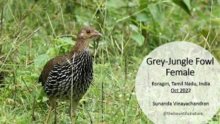 Grey Jungle Fowl - Female