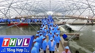 THVL | Nhịp sống đồng bằng: Nuôi tôm trong nhà kính