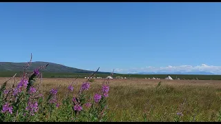 Каслание кочевников / Migration of the camp / Casting of reindeer herders of the nomads of the North