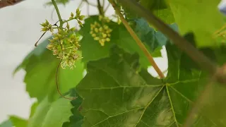 Stages of Muscadine grape development - what do they look like? 🤔