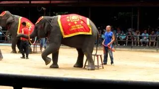 IOI 2011 - The Elephant Show - Dancing