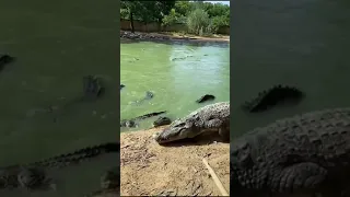 Is crocodile most dangerous creature on earth #short video