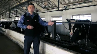 КАК НАДОИТЬ МНОГО МОЛОКА ВЫСОКАЯ ПРОДУКТИВНОСТЬ КРС с CATTLEPRO!!!