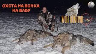 Охота на волка 🐺 ! Wolf hunting! Очередной дуплет, на вабу вышло два, двух и добыл!