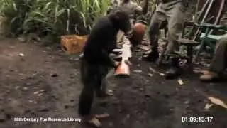 Funny Ape with AK-47