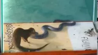 мангуст побеждает змею