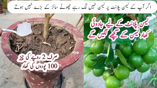 Best orgenic fertilizer for lemon plant | Nibu k liye spacial khad.