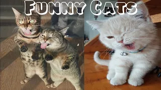 Pet Escape Artists | Funny Pet Video Compilation |Animals pets fun !! Cute Cats 😍😻