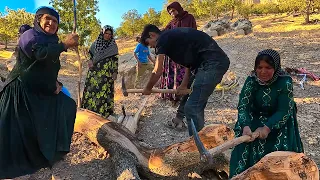 A Short Trip to the Oak Forest to Gather Firewood