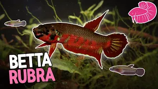 Wild Betta Rubra - New Species Spawning and Lots of Fry!