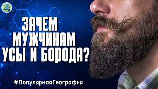 ЗАЧЕМ ЭВОЛЮЦИЯ ОСТАВИЛА МУЖЧИНАМ УСЫ И БОРОДУ? Интересные факты. Человек  #ПопулярнаяГеография