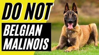 10 Reasons You SHOULD NOT Get A Belgian Malinois