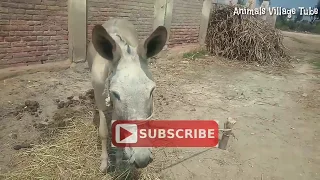 Fantastic Super Murrah Male Donkey Meeting In Village Full Video