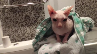 Сфинкс в душе. Лысый кот не любит душ. The cat in the shower.
