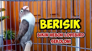 BERISIK BIKIN HEBOH LOVEBIRD SEKOLONI, LOVEBIRD NGEKEK PANJANG Fighter, PAS BUAT PANCINGAN LOVEBIRD