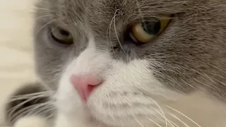 Meow Meow. So cute cat video