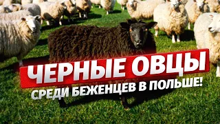 Поляки в шоке! Чёрные овцы среди беженцев в Польше. Об этом нельзя молчать!