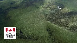 Killer whale calf calls out after mother’s death, won’t leave lagoon