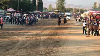 Çok hızlı rahvan at yarışı