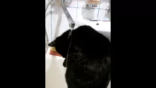 Кот сам моется под краном